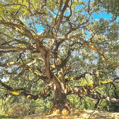Prázdninový dům Alloro 1